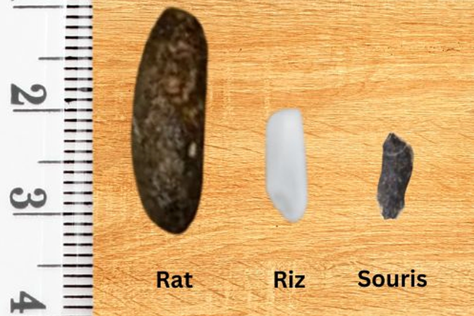 Crottes de rat retrouvées dans une maison avant intervention de dératisation