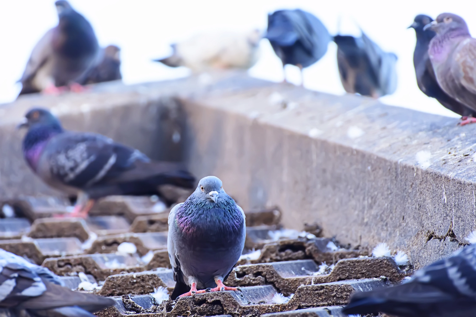 Technicien réalisant un dépigeonnage professionnel sur toiture avec protection anti-pigeons dans le Cher