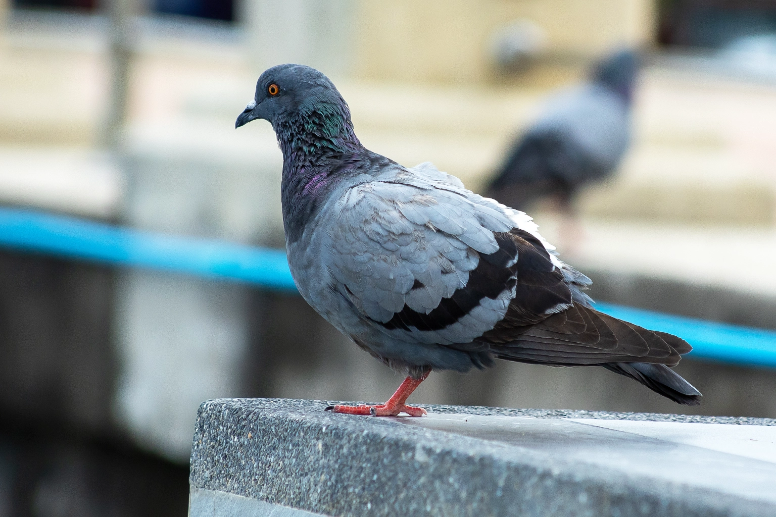 Protection anti-pigeons sur bâtiment professionnel ou industriel