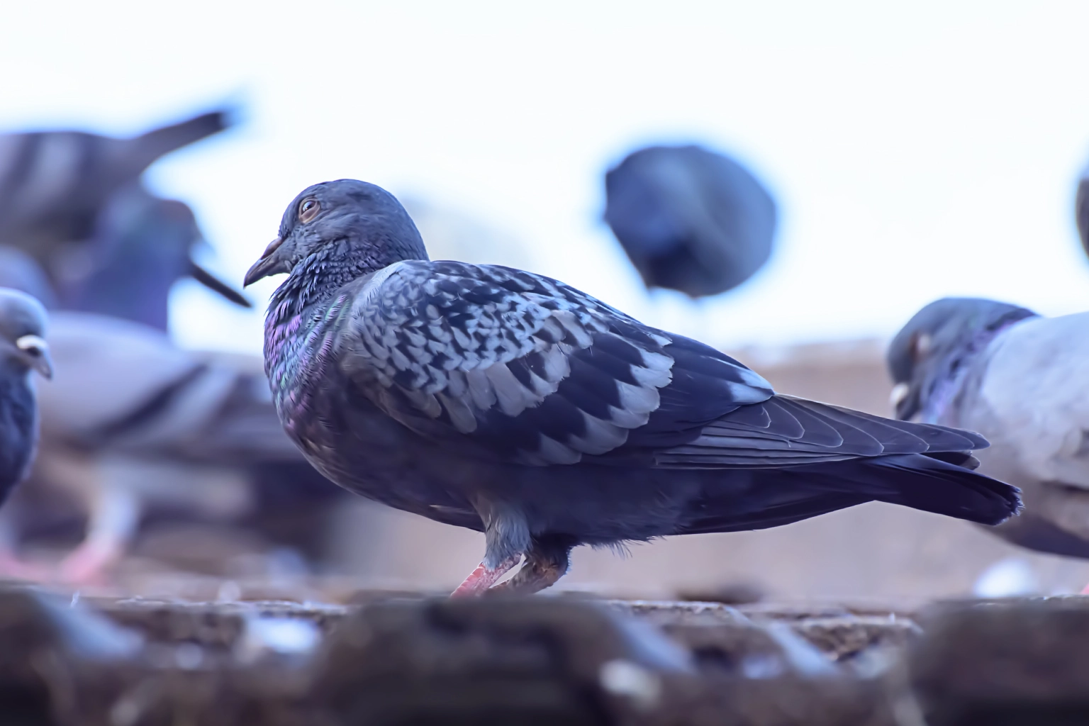 Maison protégée contre les pigeons grâce à un système de dépigeonnage