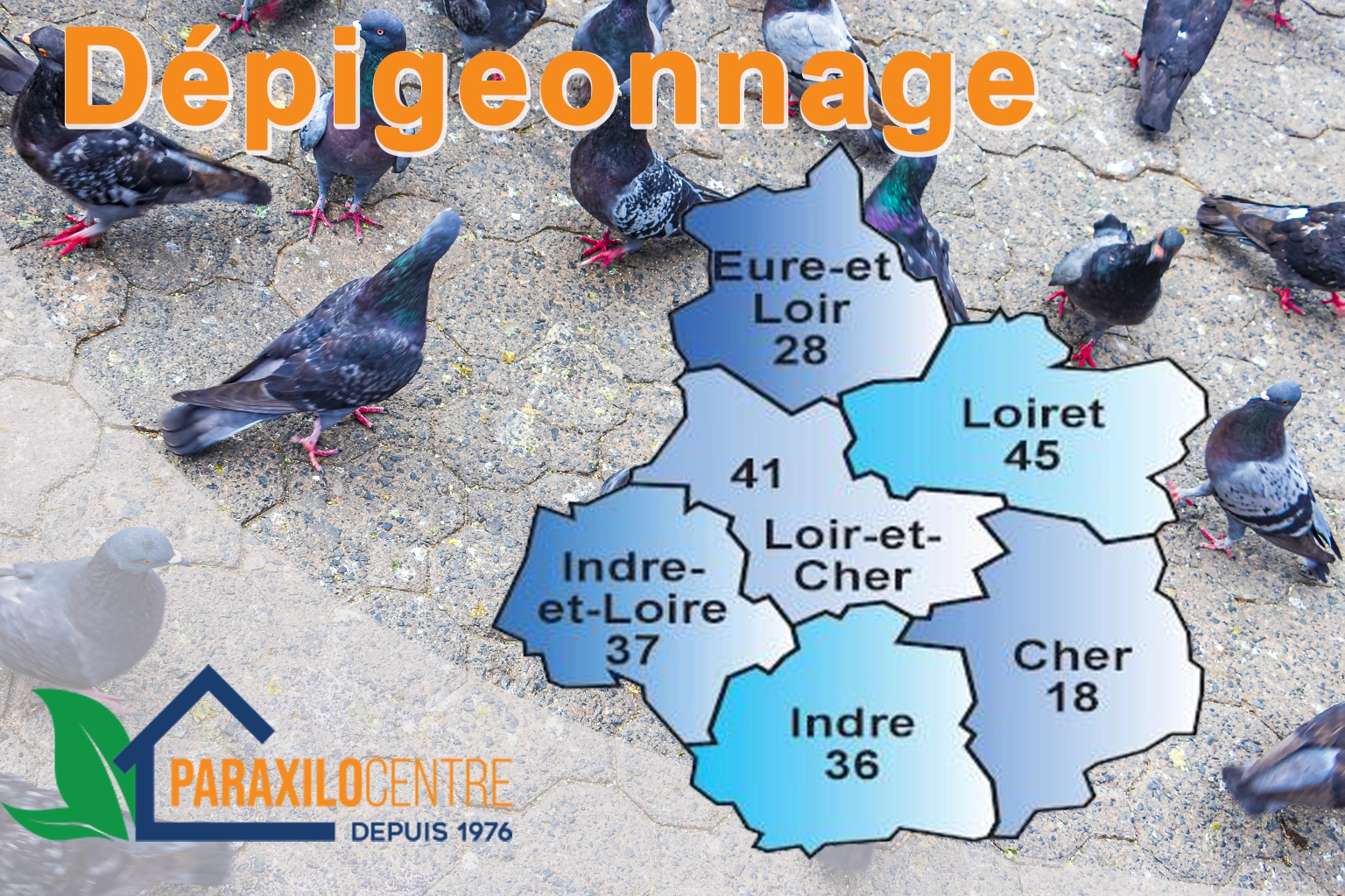 Entreprise spécialisée en dépigeonnage intervenant dans le Cher le Loiret et l’Indre