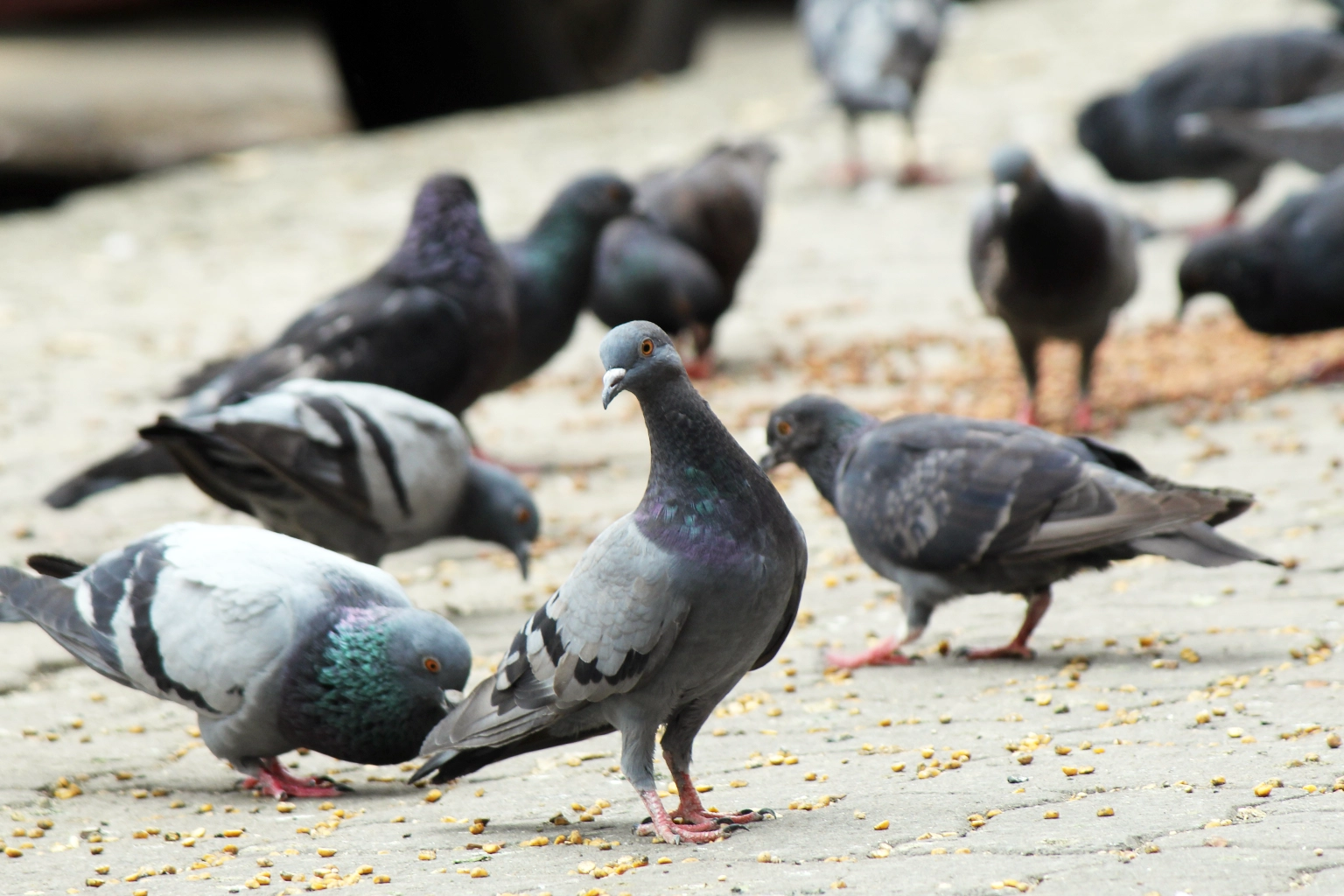 Zone souillée par des fientes de pigeons présentant des risques sanitaires