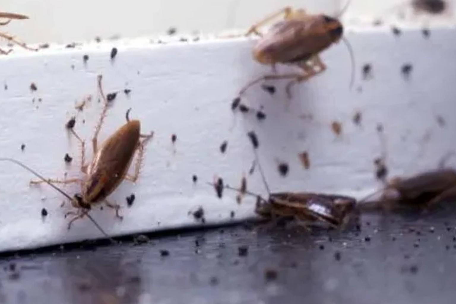 Présence de cafards et signes d’infestation dans une cuisine